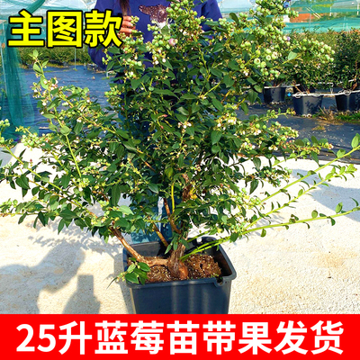 蓝莓树果苗原盆原土带果发货