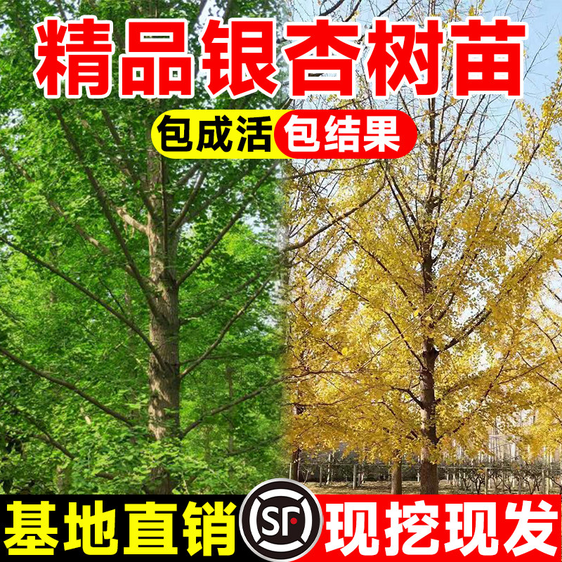 银杏树活苗金叶白果别墅庭院绿化风景拆迁大树苗行道树南北方种植
