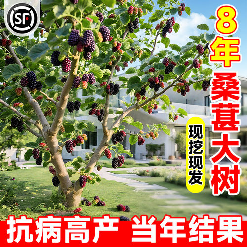 大桑葚树苗大果盆栽当年结果特大号香金白桑葚果树苗南北方四季