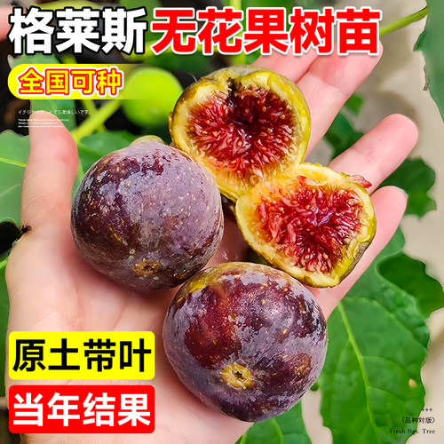 格莱斯无花果树果苗盆栽特大果波