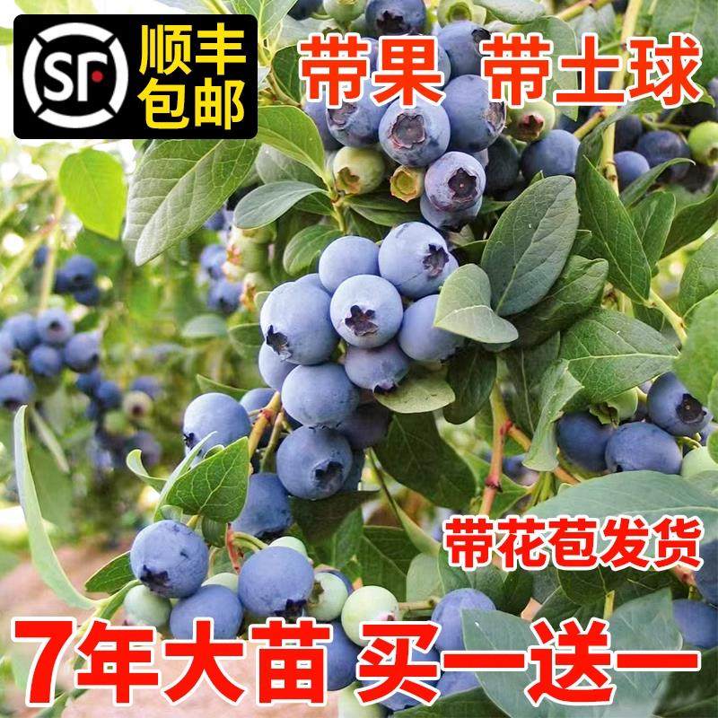 L25蓝莓树果苗盆栽地带大图片