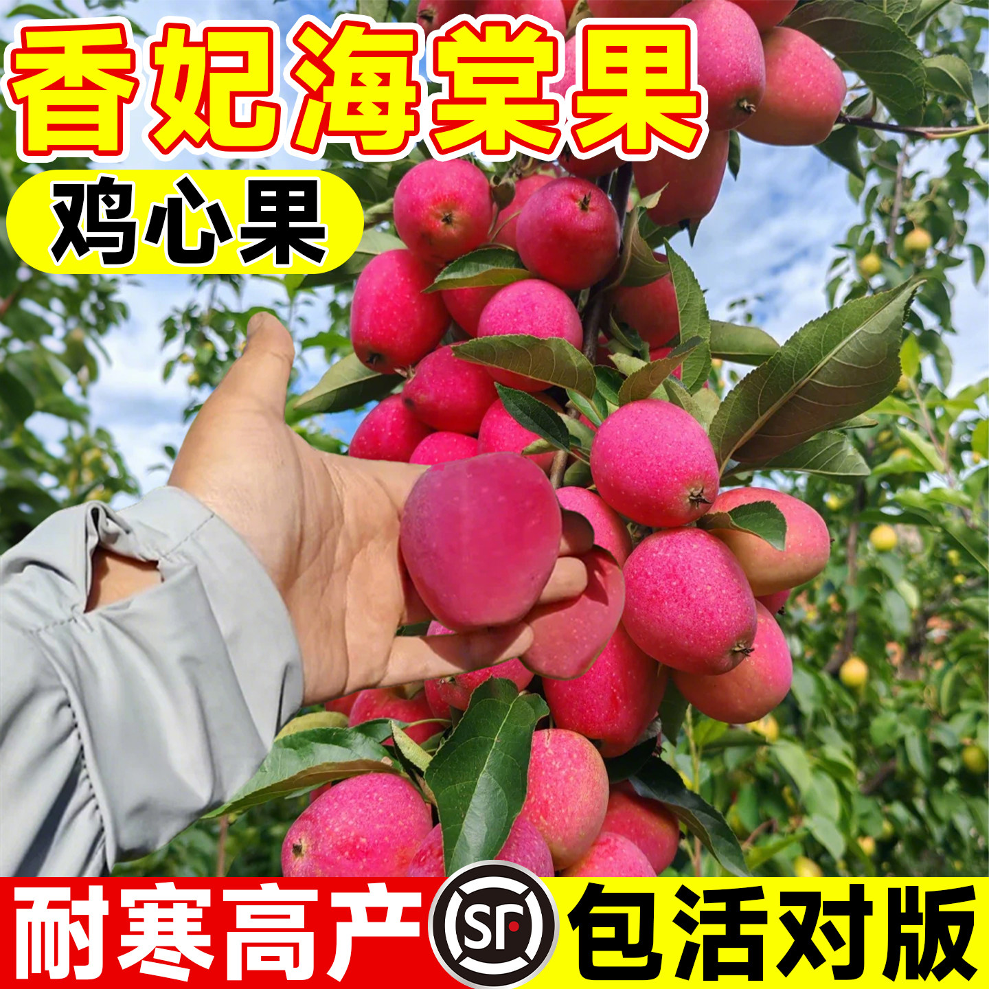 鸡心果树果苗正宗锦绣香妃海棠果图片