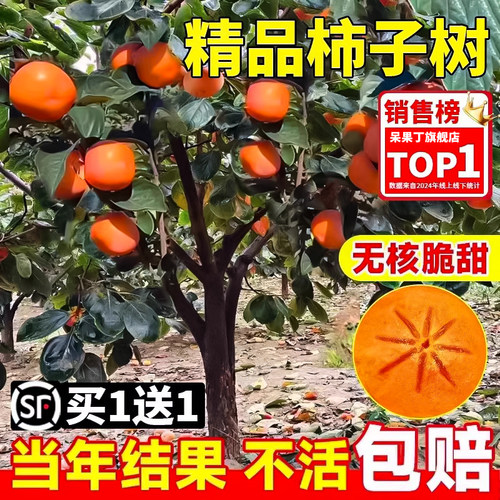 柿子苗树脆甜无核南北方种