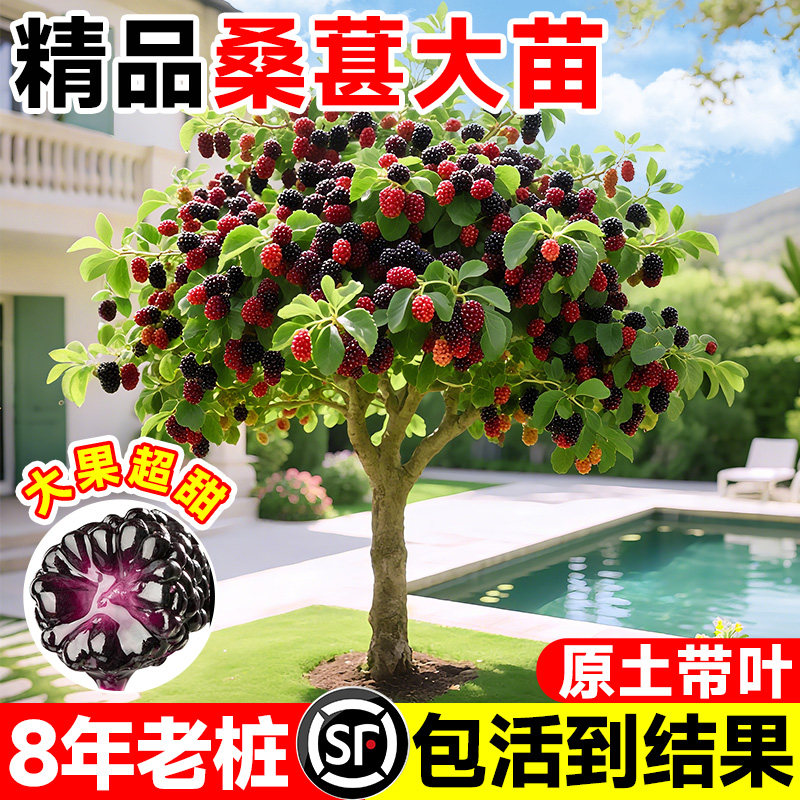 长果桑葚树苗台湾桑椹桑甚带果桑树活苗嫁接盆栽室内果树果苗阳台