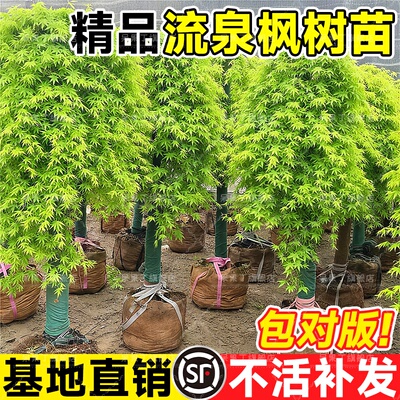 流泉枫日本枫树品种垂枝瀑布枫