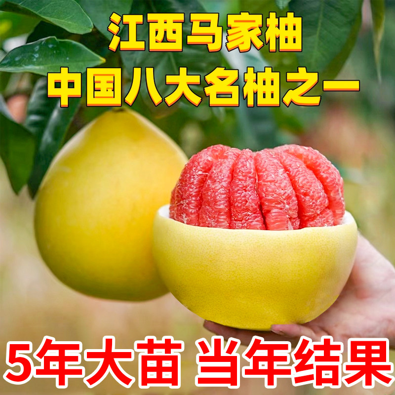 江西马家柚树苗当年结果当年结果图片