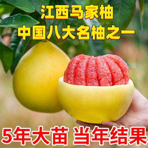 江西马家柚树苗当年结果当年结果