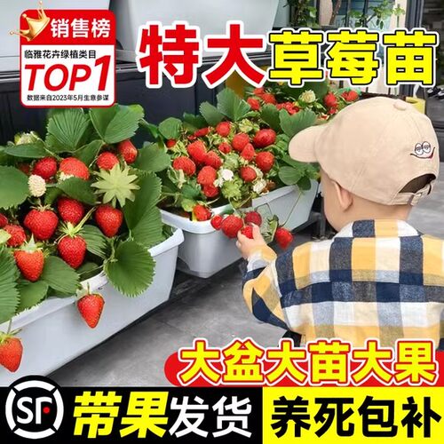 草莓苗四季盆栽食用红颜香蕉牛奶丹东99草莓阳台带花带土草莓苗秧