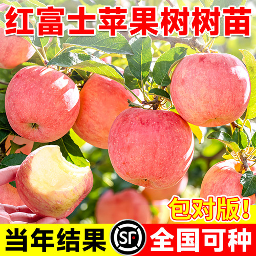 苹果树果苗红富士种植苗北方耐寒