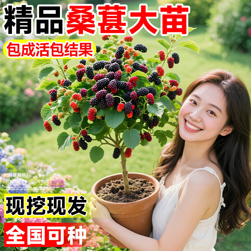 桑葚树苗长果当年结果栽阳台地栽庭院南北方种植耐寒抗旱四季果树