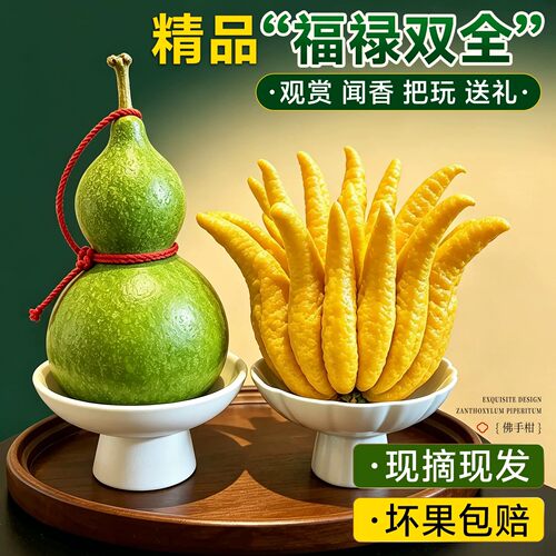 佛手柑香橼果室内观赏好养盆景