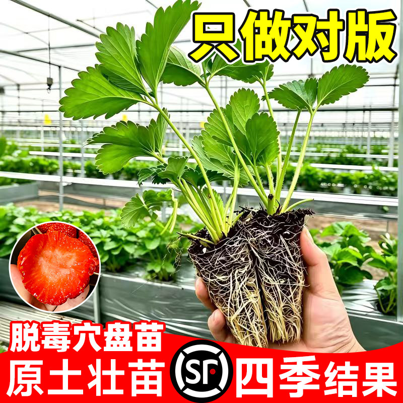 四季结果特大号草莓盆栽种子图片