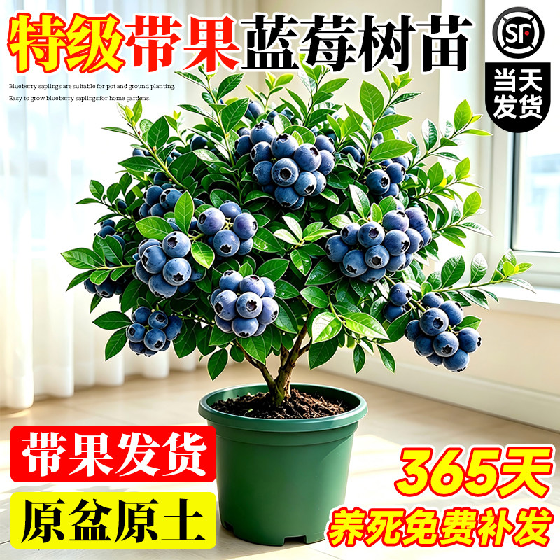 特大蓝莓树果苗带果发货南北方种植地栽耐寒热蓝莓苗阳台盆栽水果图片