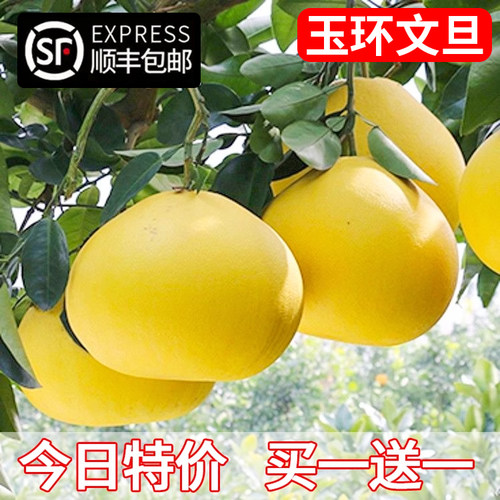 玉环文旦柚苗嫁接当年结果地栽