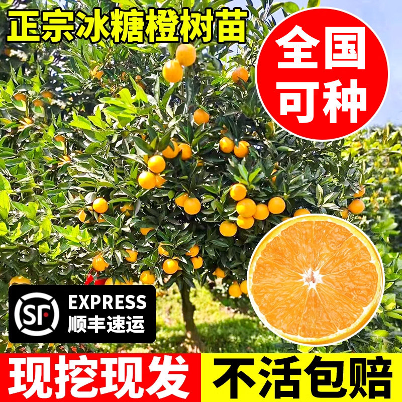 正宗冰糖橙树苗南方种植当年结果图片