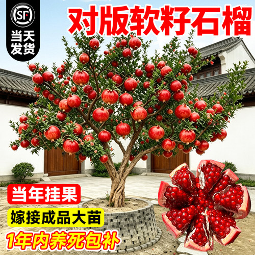 蒙阳红石榴树苗带土盆栽