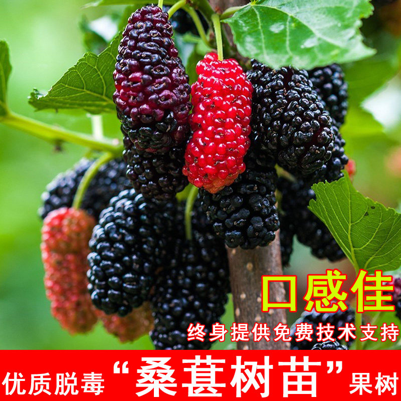 桑葚树苗嫁接无籽大十果桑苗台湾四季长果盆栽北南方种植当年结果