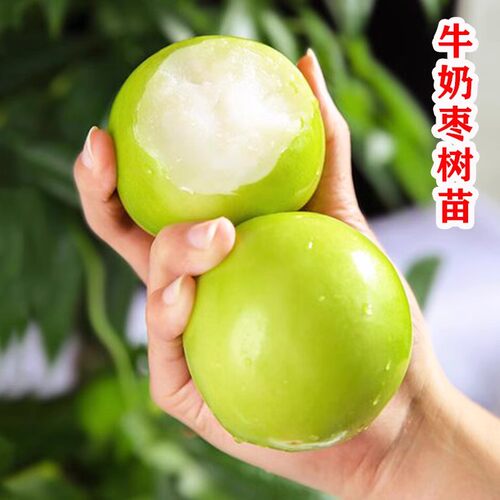 大青台湾枣树苗牛奶枣当年结果果