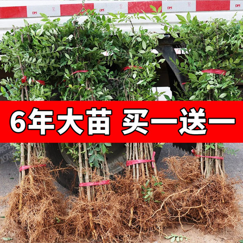 花椒苗树大红袍花椒当年结果无刺