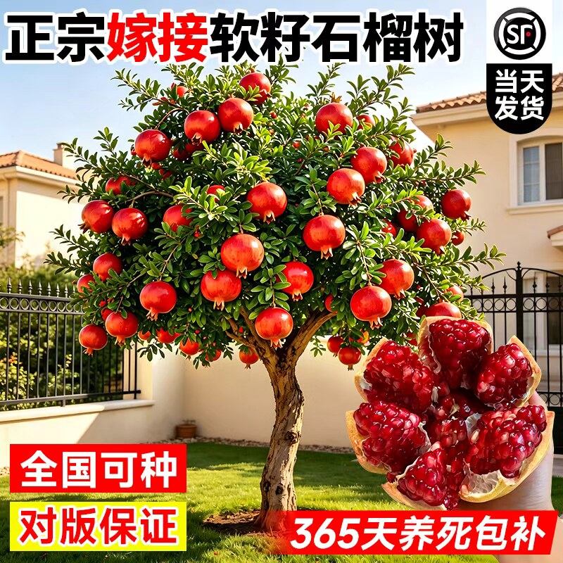 特大突尼斯软籽石榴树苗嫁接图片