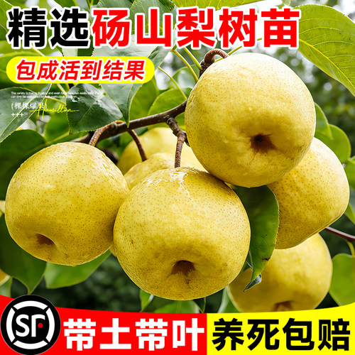 正宗梨树果苗秋月梨砀山梨盆栽
