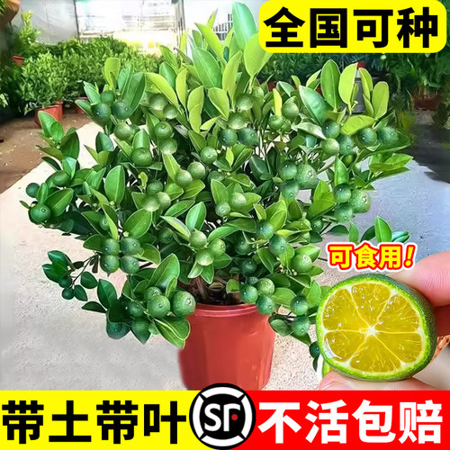 海南小青柠树苗带果香水柠檬树苗