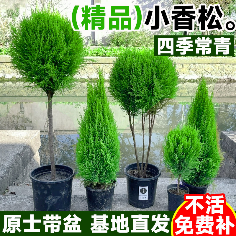 香冠柏小香松盆栽植物四季绿植图片