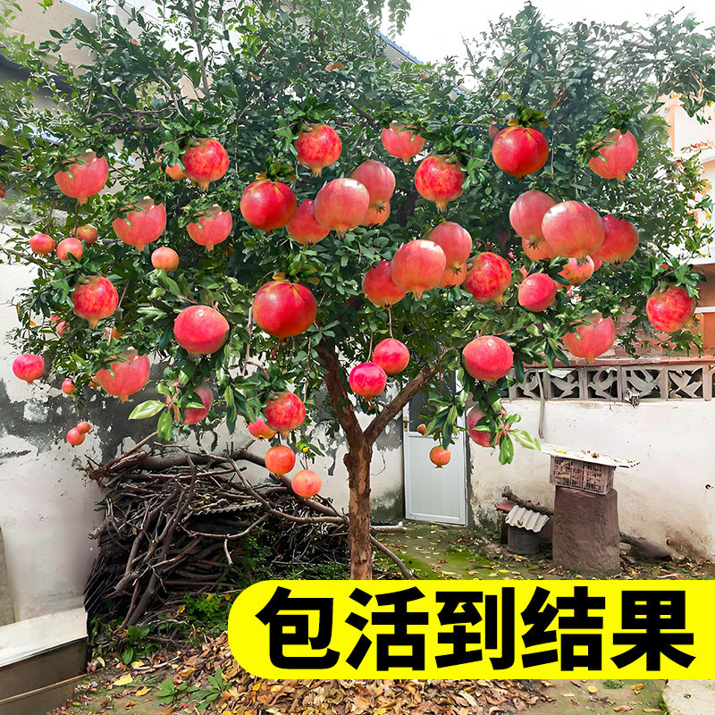 石榴树苗突尼斯特大软籽老图片
