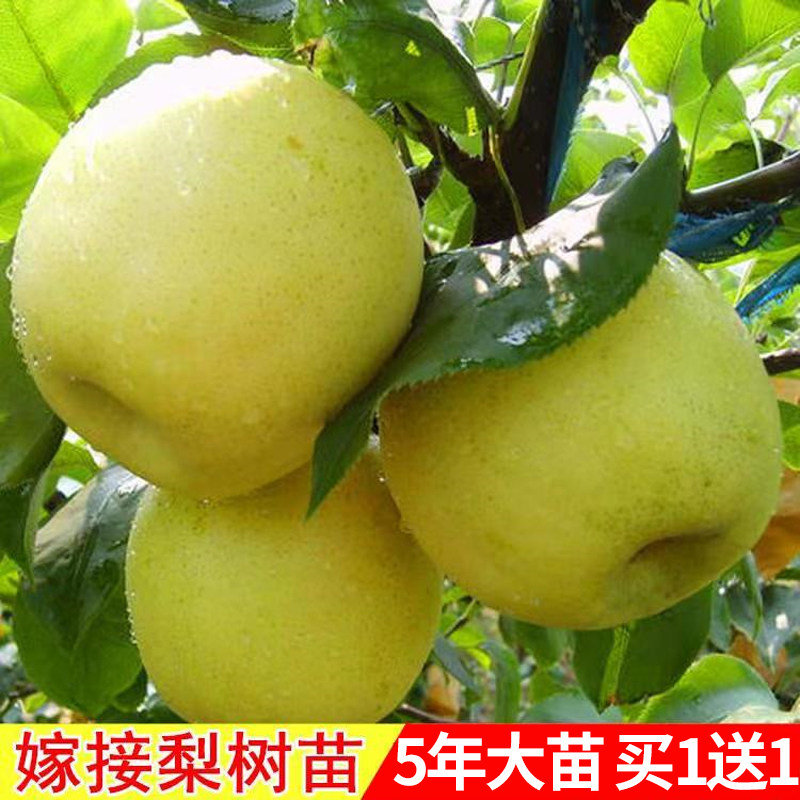 嫁接翠冠梨树苗当年结果南方种植图片