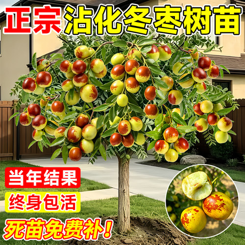 沾化冬枣树苗当年结果南北可种
