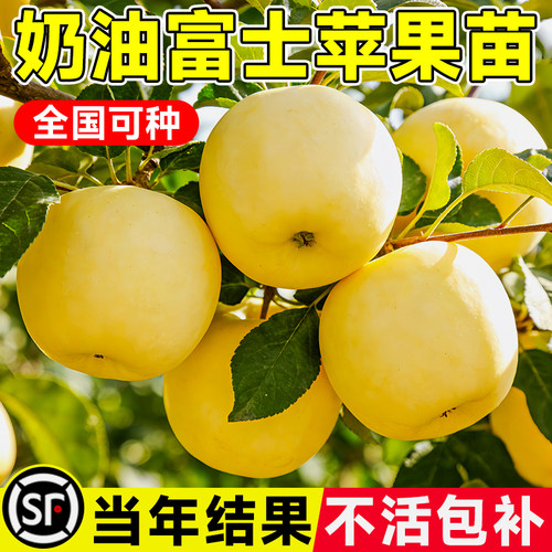 黄金奶油富士苹果树苗南北方耐寒