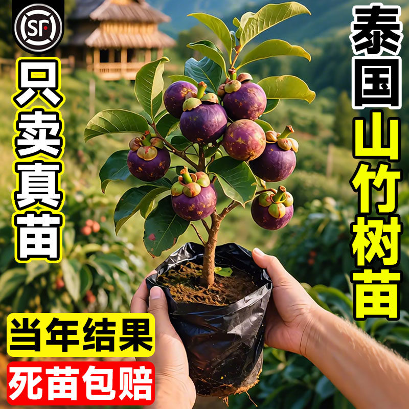 泰国山竹树苗盆栽岭南黄金山竹嫁接无籽果树四季种植耐寒地栽果苗图片