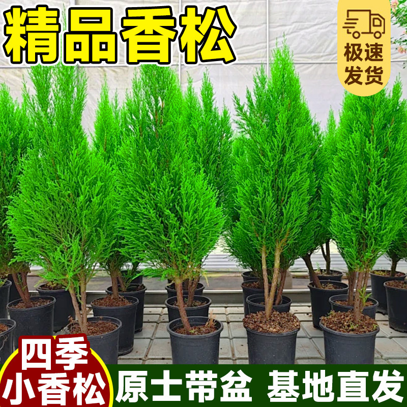 香松盆栽金冠柏绿植四季绿植图片