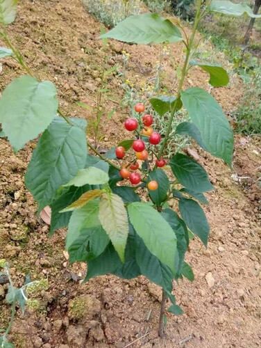 树苗红妃盆栽果树果苗四川樱桃苗