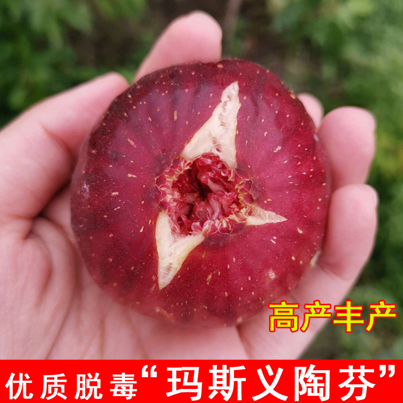 玛斯义陶芬无花果苗特大抗寒波姬红无花果树苗北南方种植当年结果