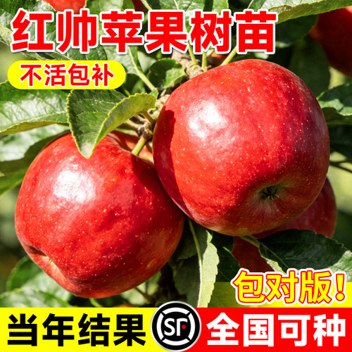 嫁接老品种红元帅苹果苗花牛果苗