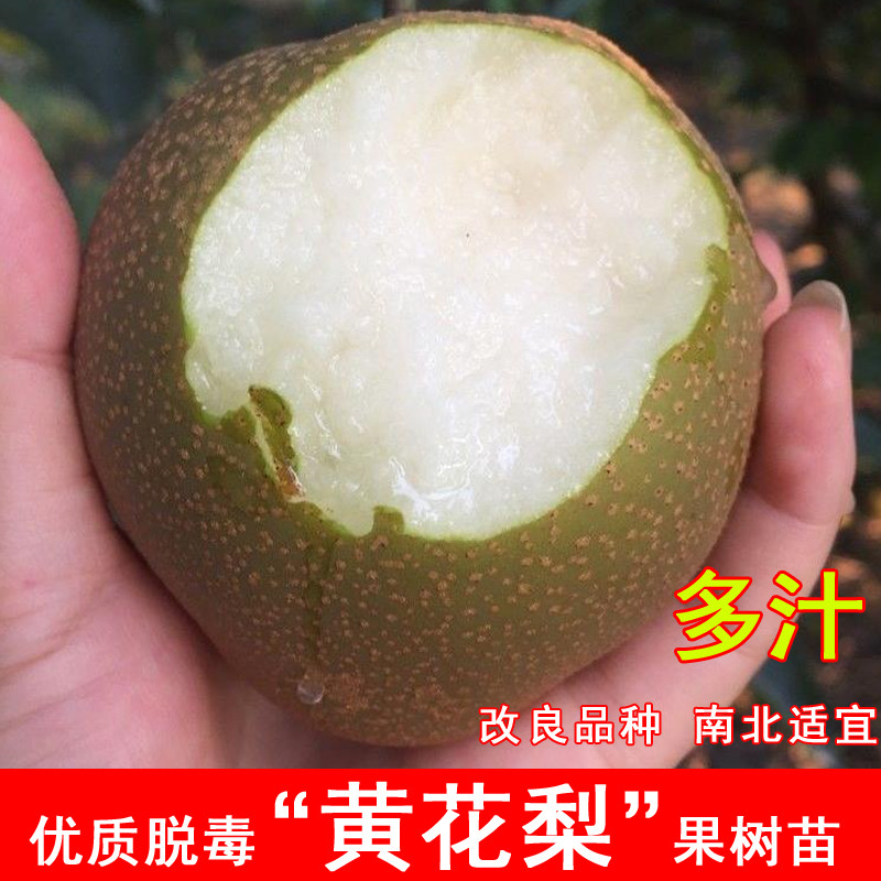 嫁接黄花梨树苗脆甜多汁薄皮图片