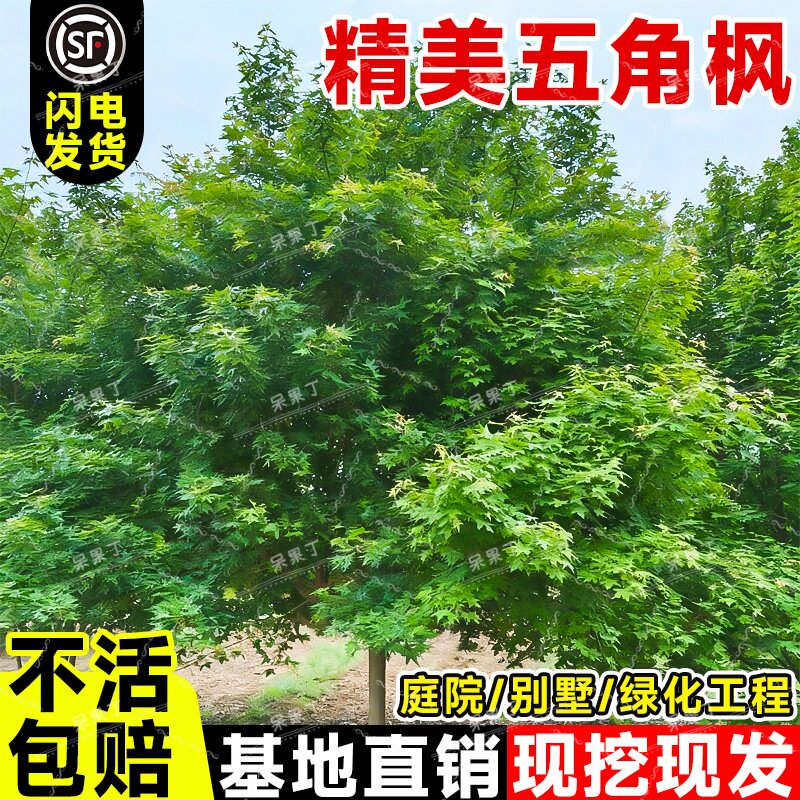 五角枫树苗庭院道路耐寒绿化苗木图片