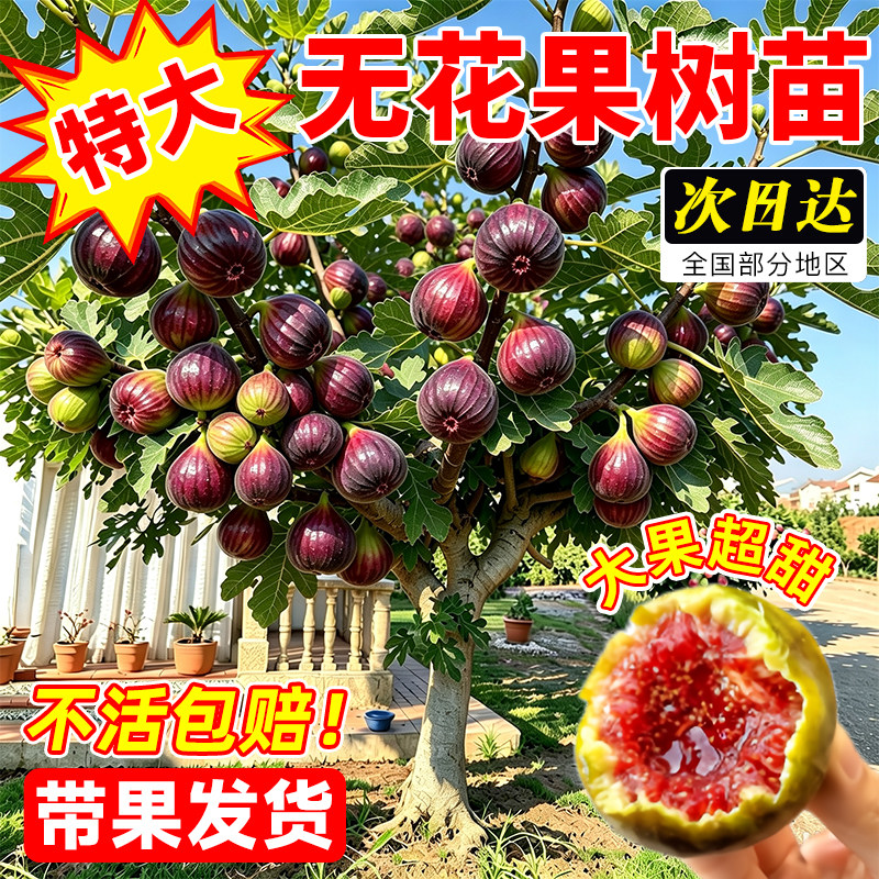 带果无花果盆栽苗特大果耐寒图片