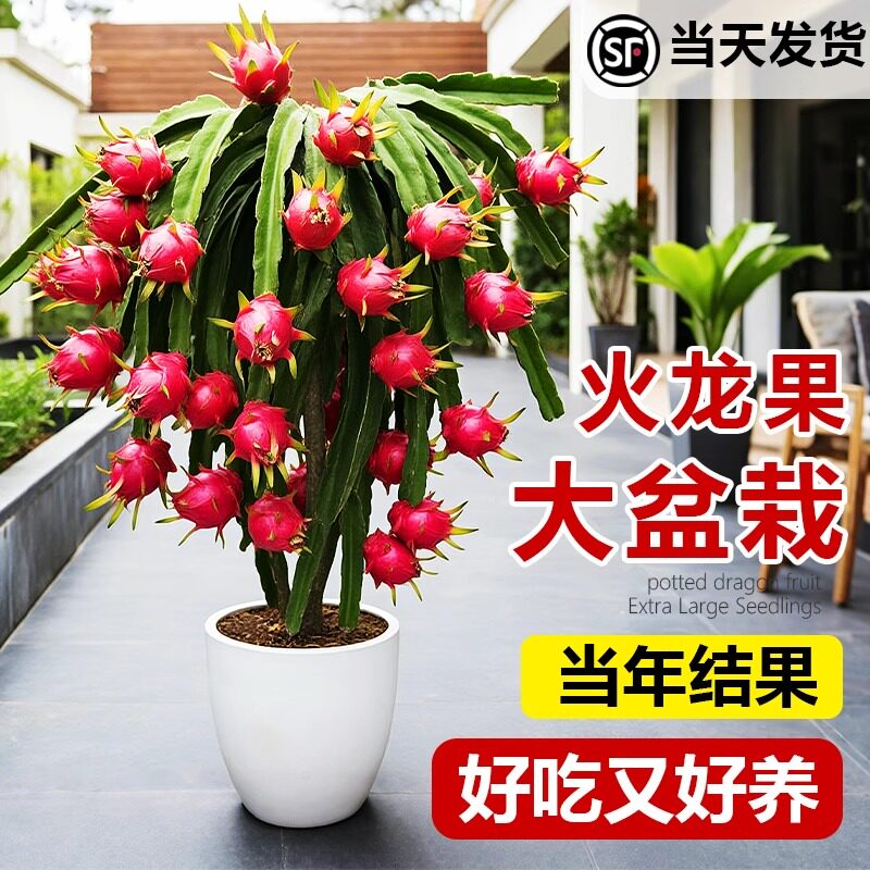 红心红肉火龙果树苗南方北方四季种植阳台庭院室内外种植当年结果