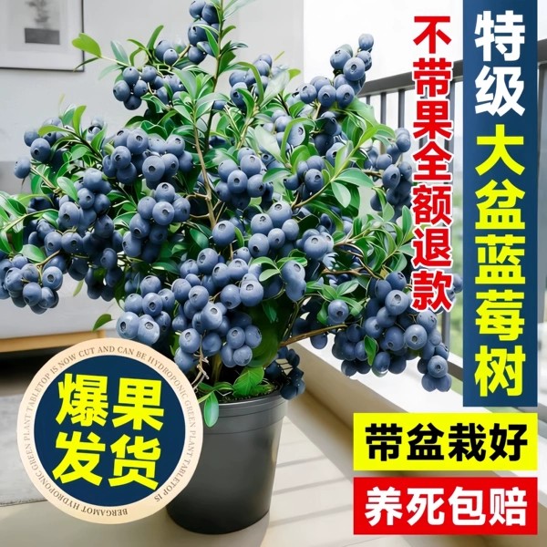 特大蓝莓树果苗带果发货南北方种植地栽耐寒热蓝莓苗阳台盆栽水果图片