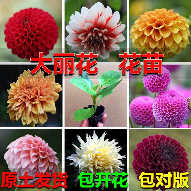 大丽花花苗球根根块小丽花盆栽庭院花卉室内植物四季开花菊地瓜花