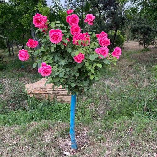 树桩月季特大花庭院阳台高杆棒棒糖树状花苗多色带花四季开花植物