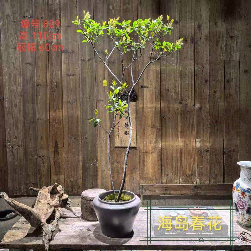 海岛春花一物一拍老熟桩石斑木大斜飘庭院茶桌台高档盆景绿植栽树