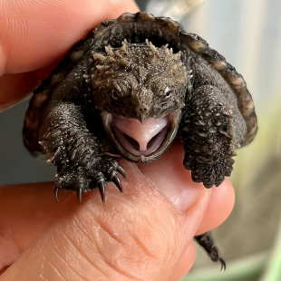 鳄龟活物杂佛北美小鳄龟霸气凶猛肉食鳄龟苗观赏宠物原种金线草龟