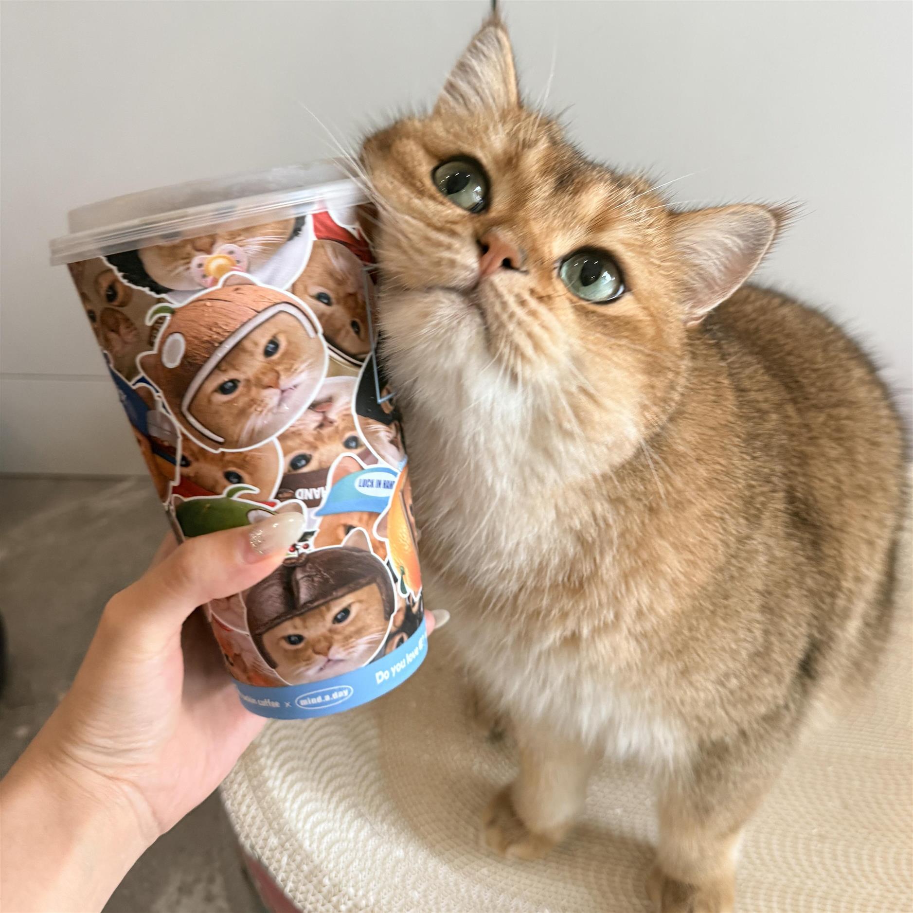 咖啡杯瑞幸联名杯子麦恩猫猫可爱
