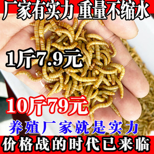 包邮 面包虫活体 乌龟 鹦鹉鱼 画眉鸟石蛙饲料 金龙鱼 黄粉虫活虫