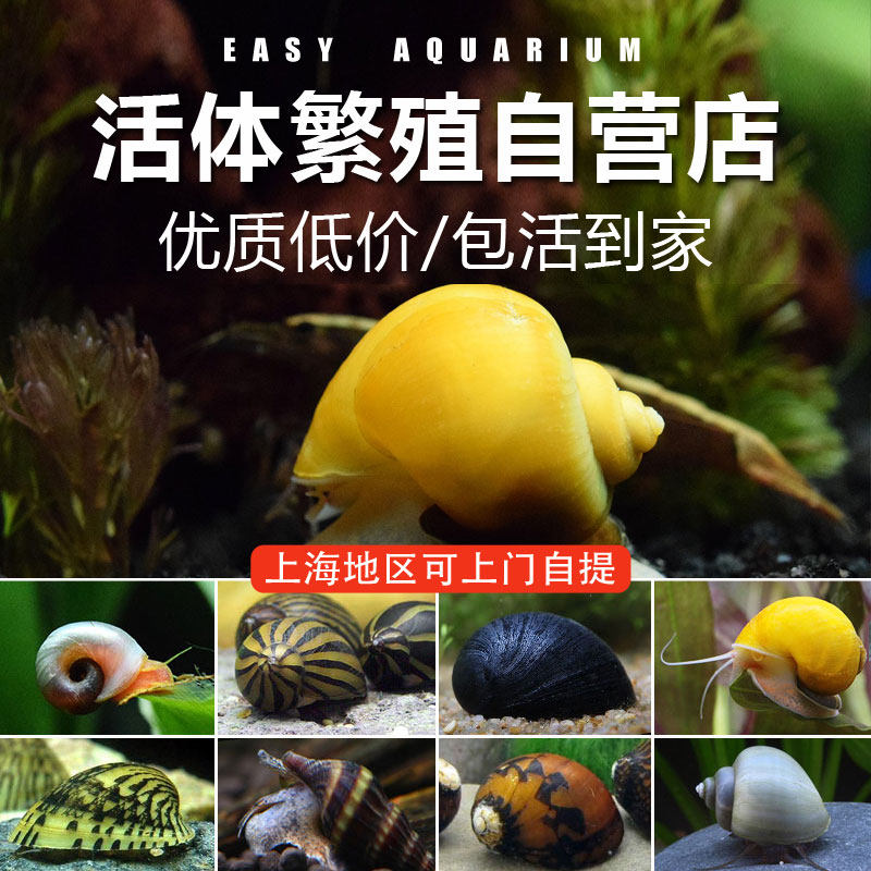 清理缸吃藻食藻粪便的螺观赏螺蜗牛鱼缸螺类生物清洁除藻螺苹果螺
