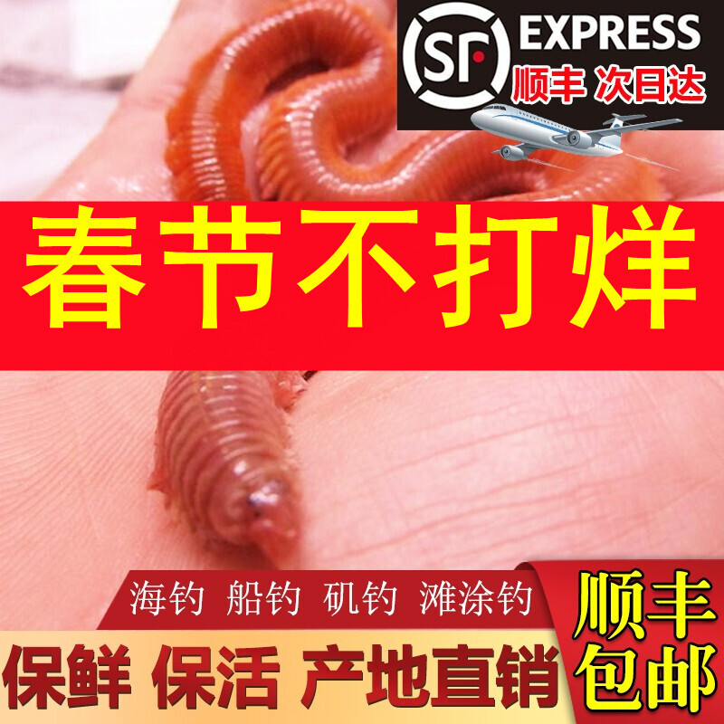 活沙蚕 活饵包邮 红虫青虫海蜈蚣海蚂蝗海钓鱼饵路亚饵鲈鱼饵包活