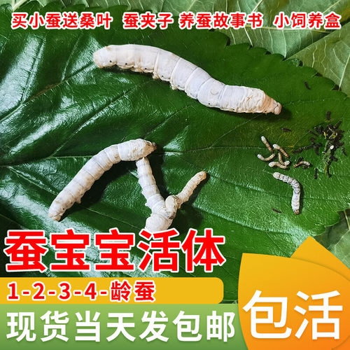 1-2-3-4-5龄蚕宝宝套装活体幼虫学生养春蚕卵七彩金丝蚕新鲜桑叶